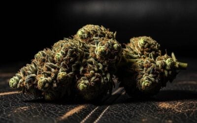 What Is Couch-Lock and Which Indica Strains Cause It?