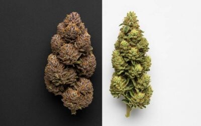 Indica vs. Sativa for Anxiety: Which Should You Choose?