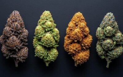 Why Terpene Profiles Matter More Than THC Percentage